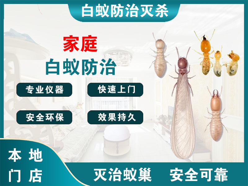 长兴县家庭白蚁防治